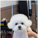 우리 펫 살롱 이미지
