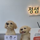 채움 동물병원 | 부천 정샘동물병원 강아지 아토피 사이토포인트 후기｜비숑 찐빵이 추가해? 더모센트 ATOP7 스팟온