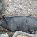 율리시스의 배 이미지