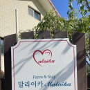 말라이카 이미지