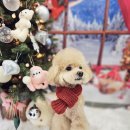 지오애견미용샵 이미지