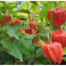 정선동강테라스민박 이미지