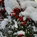 겨울에 선명한 열매 피라칸타 (불의 가시) 이미지