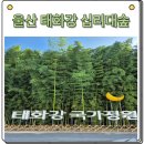 대숲사이 | 울산 태화강 국가정원 십리대숲은하수길 관람차 축제주차장