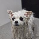 털빨샵 | 하이포닉 실키컨디셔너 털 윤기 볼륨 케어 강아지린스