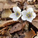 바람꽃공원 이미지