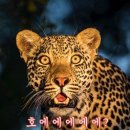 제알