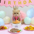 행복한 멍냥이 이미지