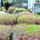 블루 아리아 이미지