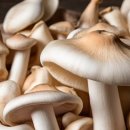 다양한 버섯을 활용한 건강한 요리 이미지