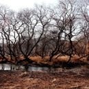 우포나루장재마을 이미지