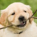 치료멍멍동물병원 이미지