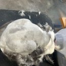 펫마트 강아지 논산점 네이버블로그