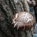 마이산농장 이미지