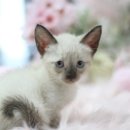 고양이분양 온리캣 이미지