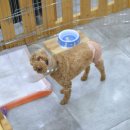 전동물병원 이미지