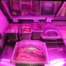 GOTO 논현 | 강남역 맛집 회식의달인 신논현점 영동시장 24시간 맛집 무한리필 후기