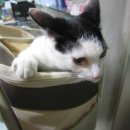 심재웅동물병원 이미지