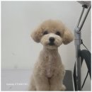 우리 애견 미용실 이미지