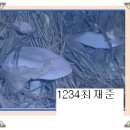 색달동[남] Daum카페
