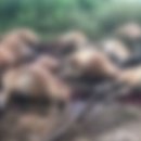 천둥축산 이미지