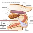 자주고름 이미지