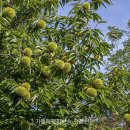 나무와 숲 이미지