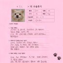 옹심 | [#1475] 옹심(우측 전방십자인대)의 수술후기