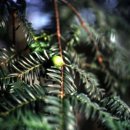 상만리 비자나무 이미지