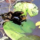 석탑 약수터 이미지