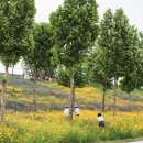 낙동강변로-6 이미지