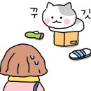 고양이묭실 이미지