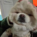 보드미동물병원 | 까비 스케일링과 일상