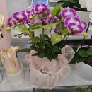 후리지아 | 대전 서구 둔산동 꽃집 추천 [오월애플라워] :: 향긋한 꽃내음 가득 후리지아 꽃다발 후기💛