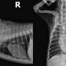 백두동물병원 이미지