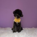 댕댕이의 품격 이미지