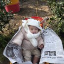 제2문호농장 | 입소문으로만 파는 제주귤 맛집 이승훈귤농장 써니트 한라봉 택배 후기