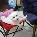 씨유(CU) 영도모닝점 | CU 씨유 두바이 카다이프 초코 찹쌀떡 브라우니 디저트후기