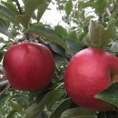 하늘재농장 이미지