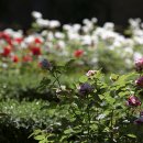 서천 장미공원 이미지