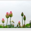 그대 안에그대 이미지