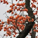 너른마당 - 해남군 동해길 106-41 | 너른마당