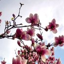 하천리-3 이미지