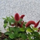 여우꼬리 이미지