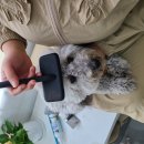 상주애견 이미지