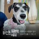 하인츠동물병원 | 인천 용현동 하인츠 동물병원 강아지 미용 안심하고 맡겼어요!