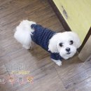 펫 패밀리 이미지