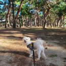 방죽포해수욕장(송림) 네이버블로그
