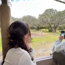 A dog's (어독스) | [미국 올랜도] 올랜도 디즈니월드 여행 준비 및 꿀팁 (A~Z 리조트부터 어트렉션까지)