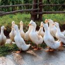 유황오리 이미지